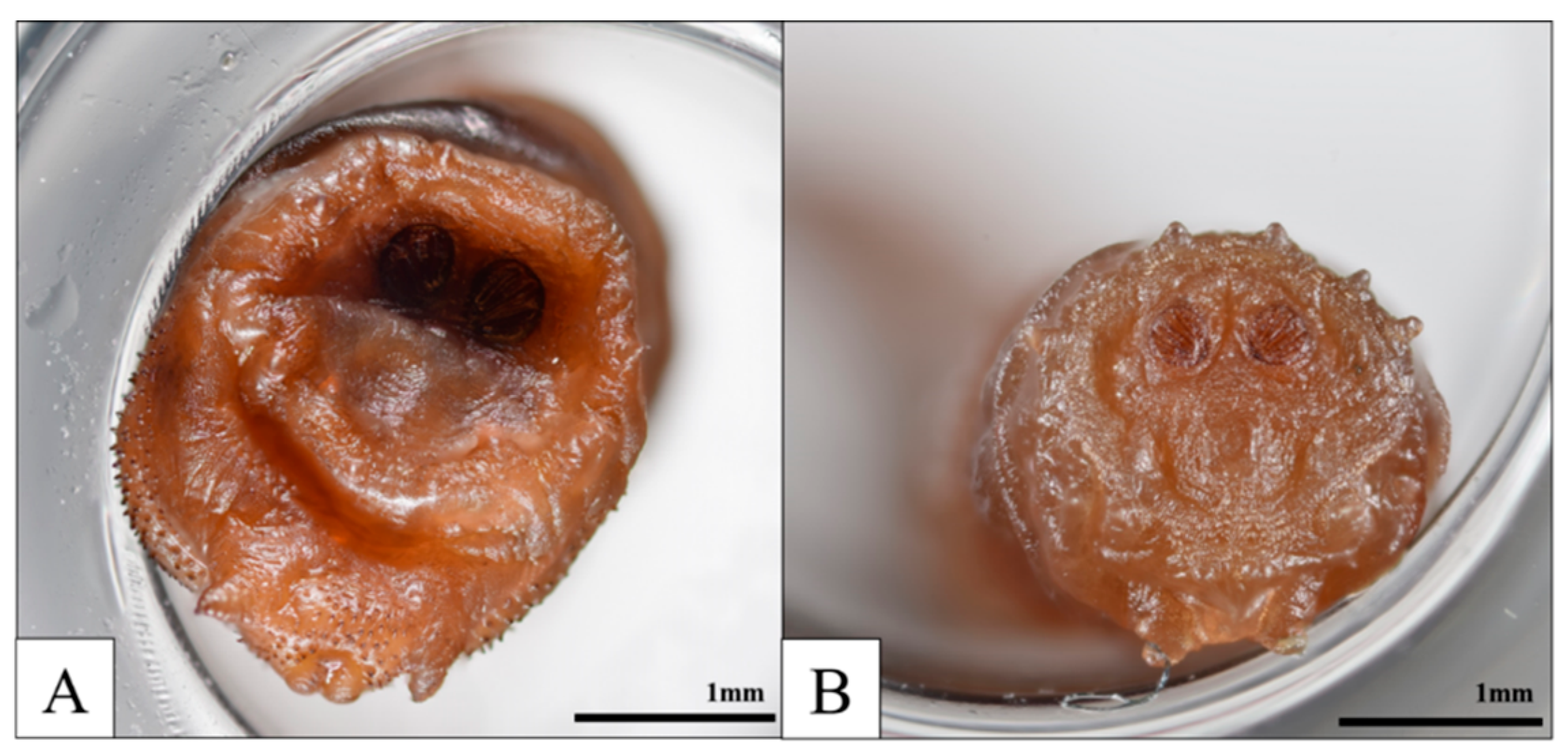 Insects 16 00231 g007