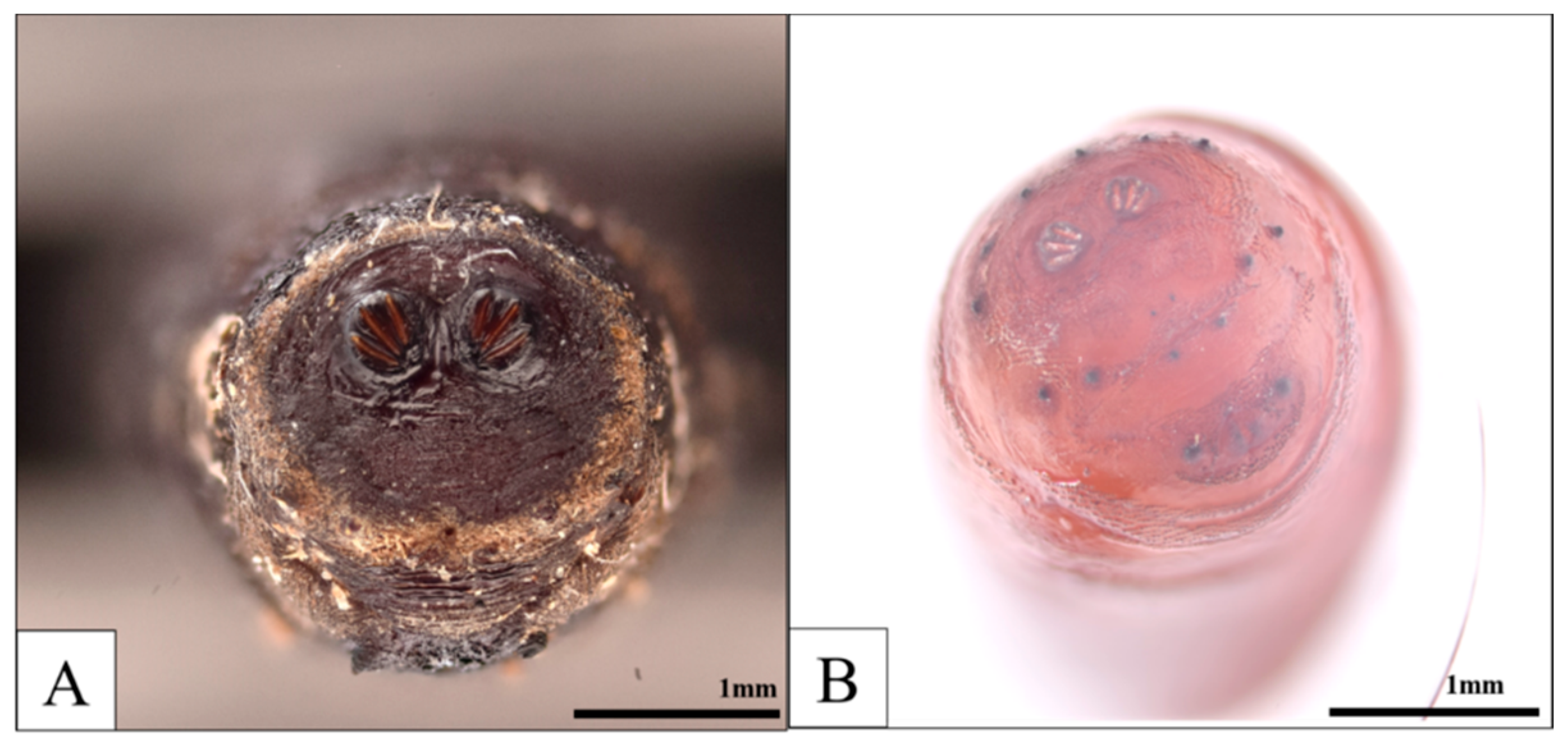 Insects 16 00231 g009