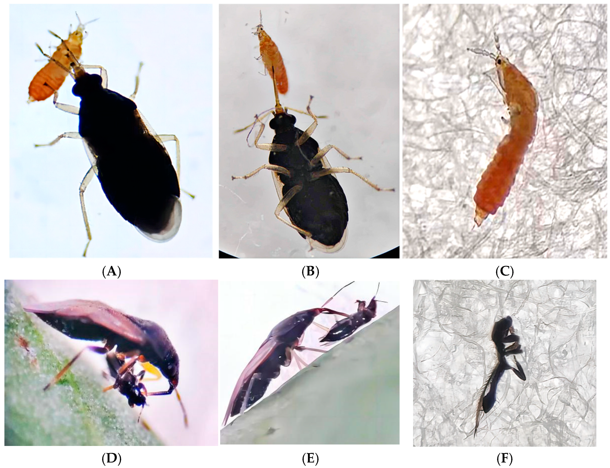 Insects 16 00236 g001