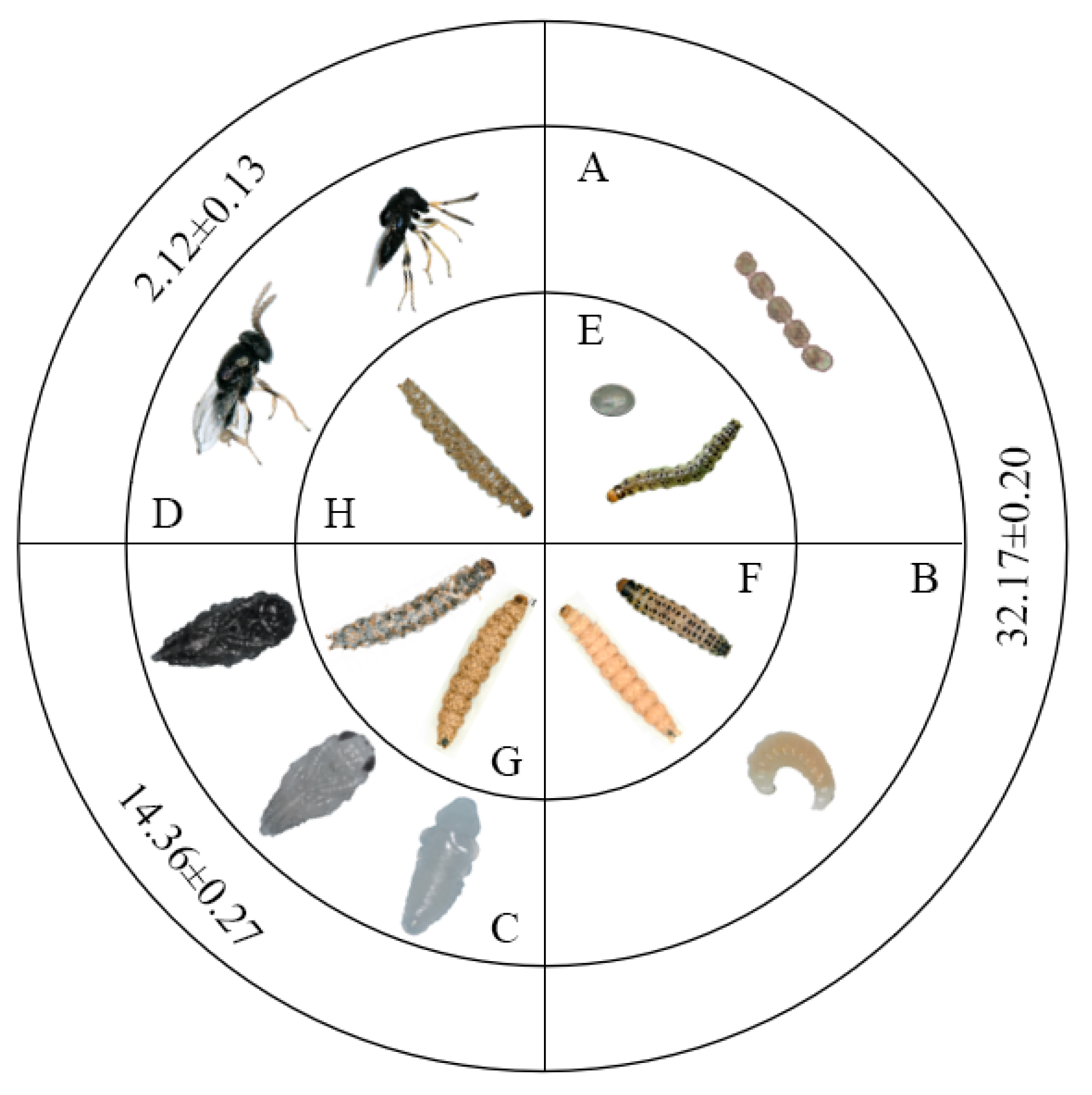 Insects 16 00239 g001