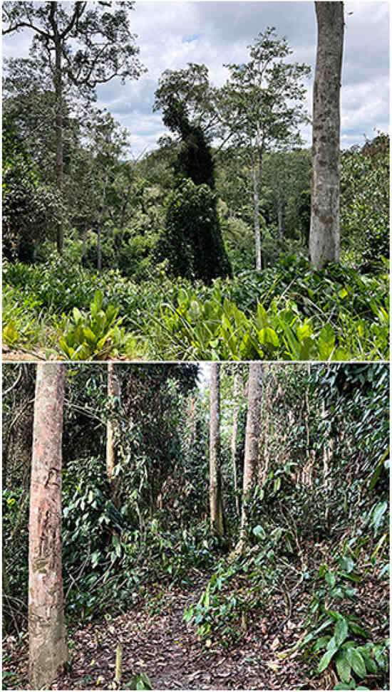 Insects 16 00241 g003