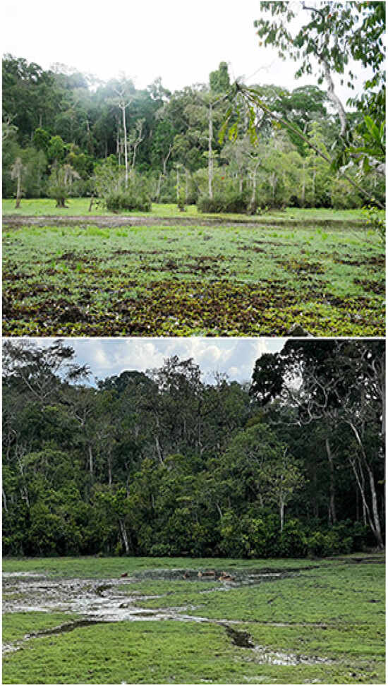 Insects 16 00241 g004