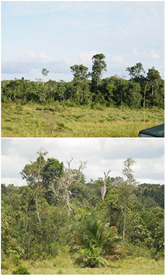 Insects 16 00241 g006