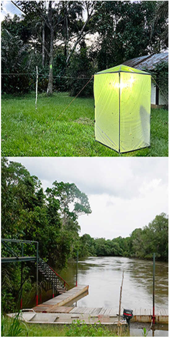 Insects 16 00241 g007