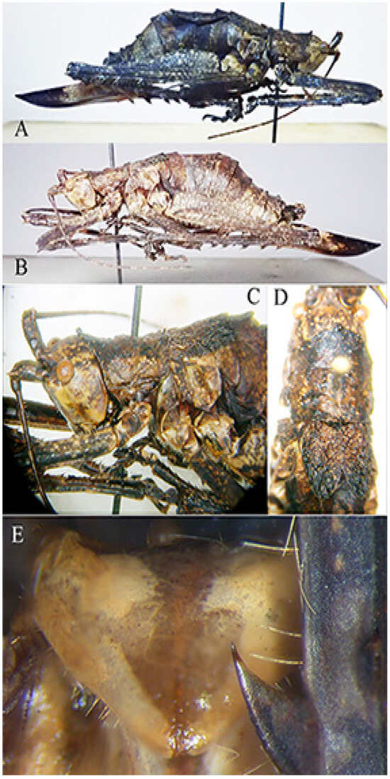 Insects 16 00241 g008