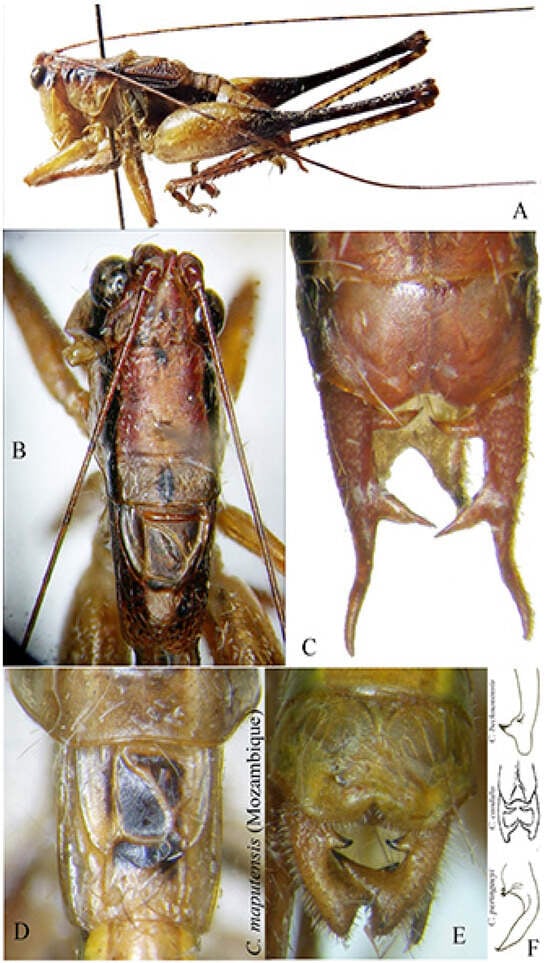 Insects 16 00241 g009