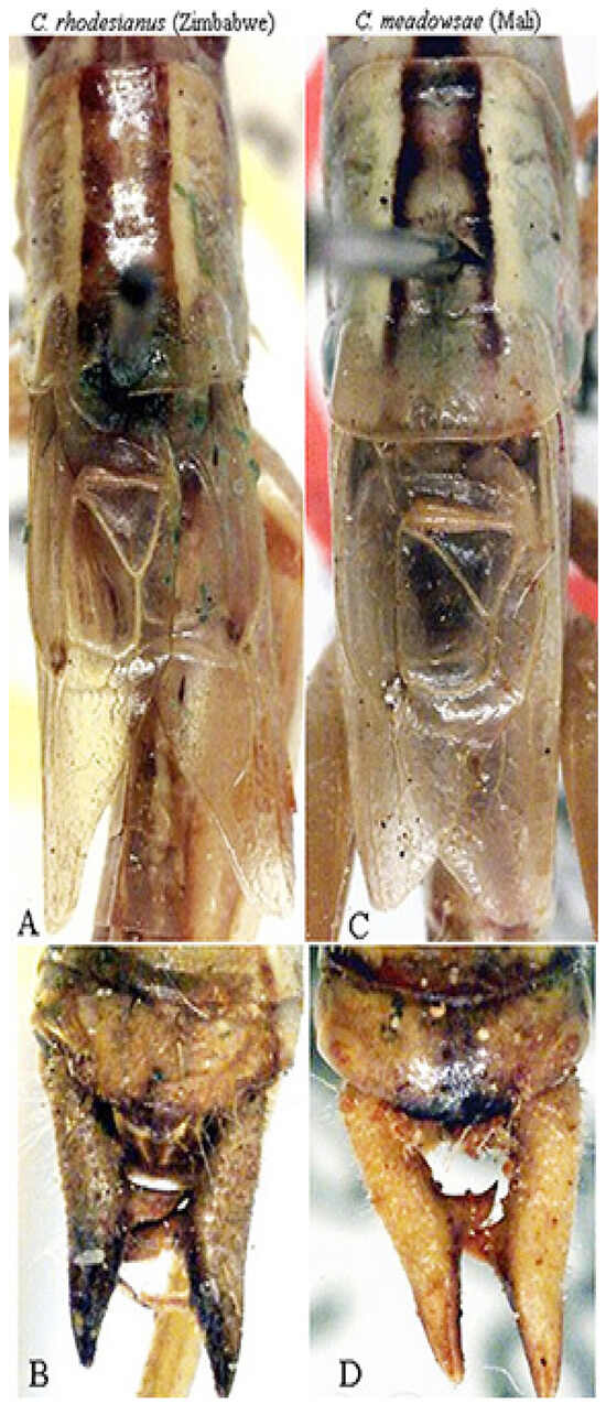 Insects 16 00241 g010