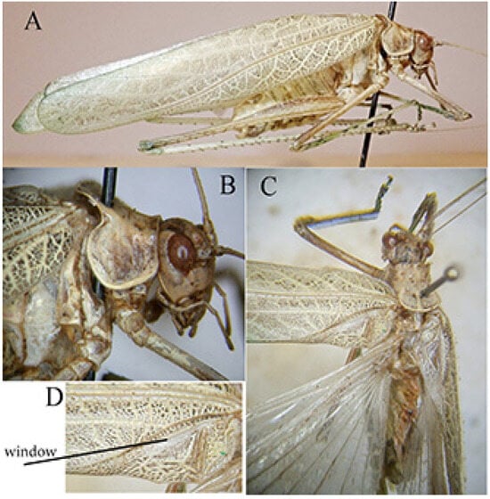 Insects 16 00241 g011