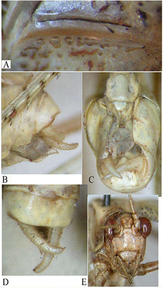 Insects 16 00241 g012