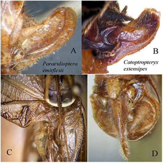 Insects 16 00241 g013