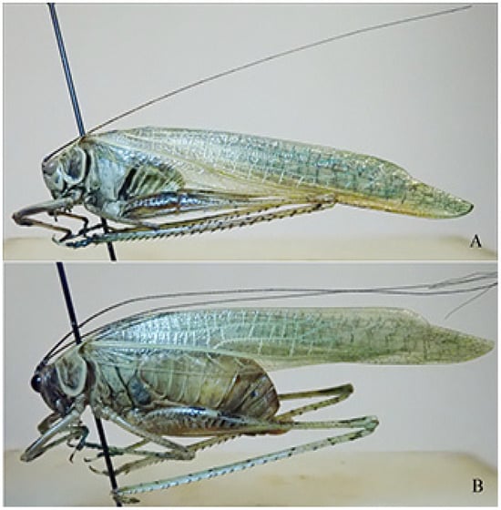 Insects 16 00241 g014