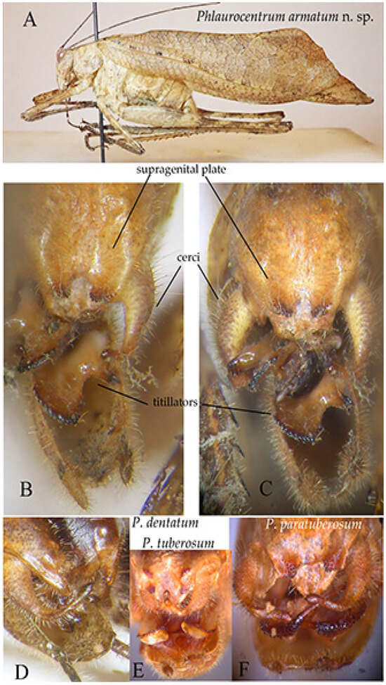 Insects 16 00241 g016