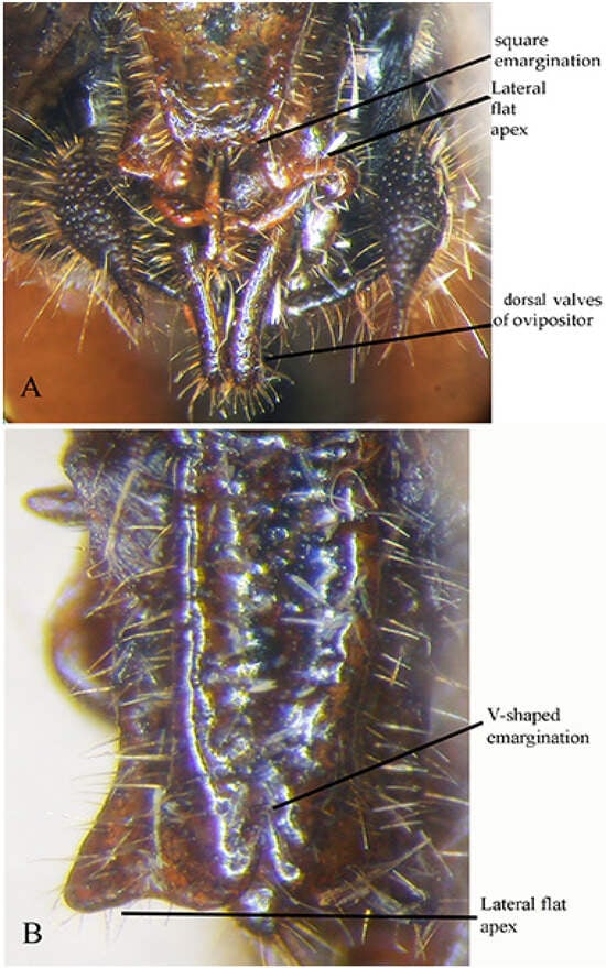 Insects 16 00241 g017