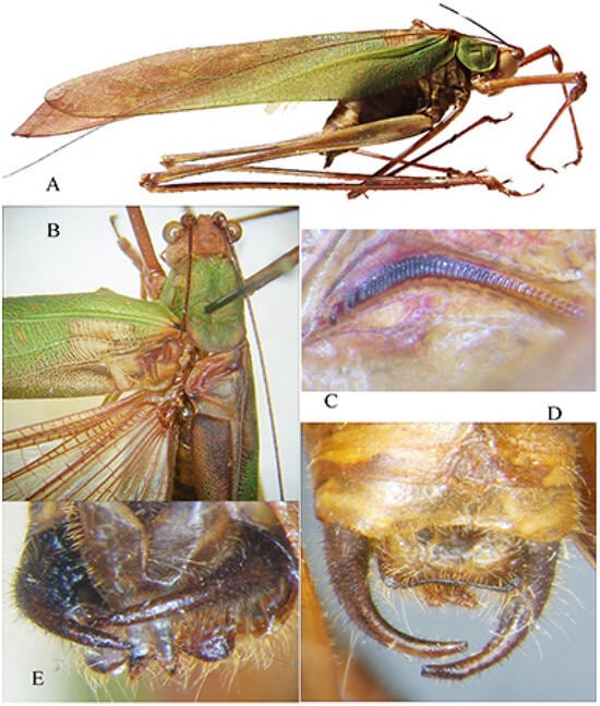 Insects 16 00241 g018