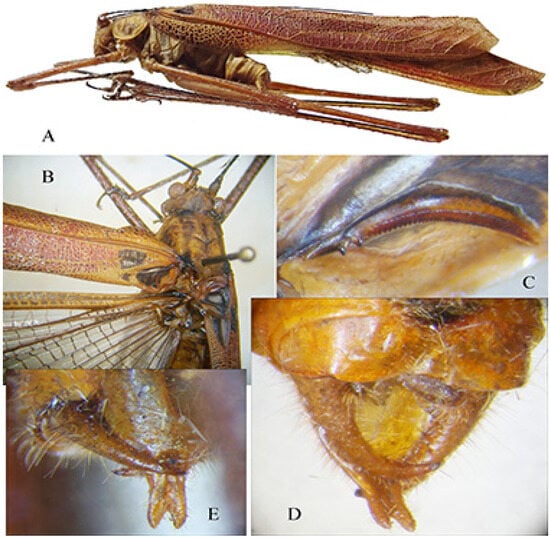 Insects 16 00241 g019