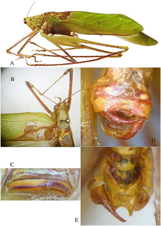 Insects 16 00241 g021
