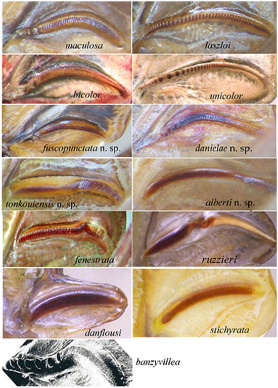 Insects 16 00241 g023