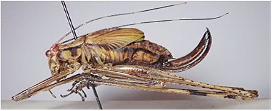 Insects 16 00241 g025