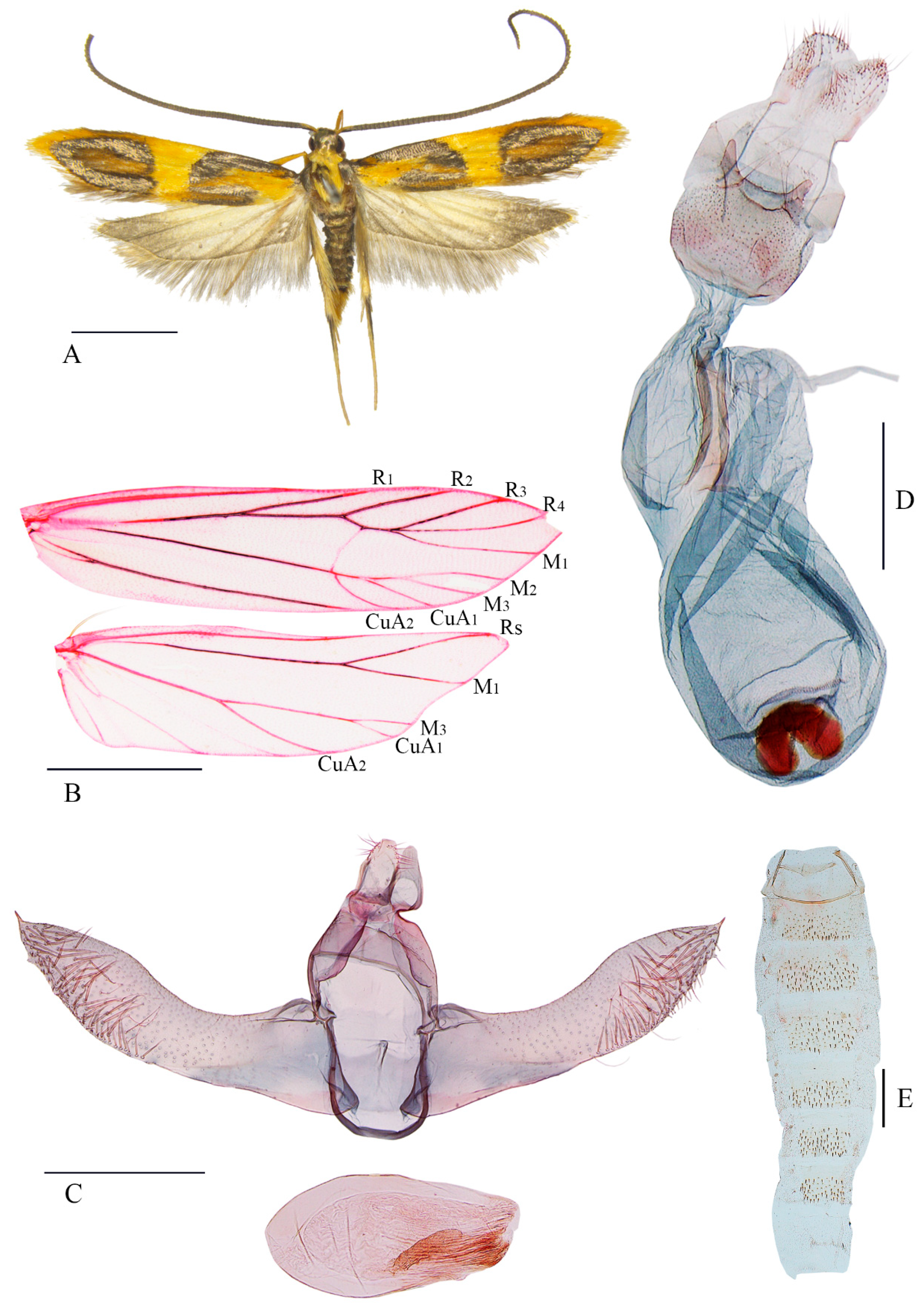 Insects 16 00242 g003