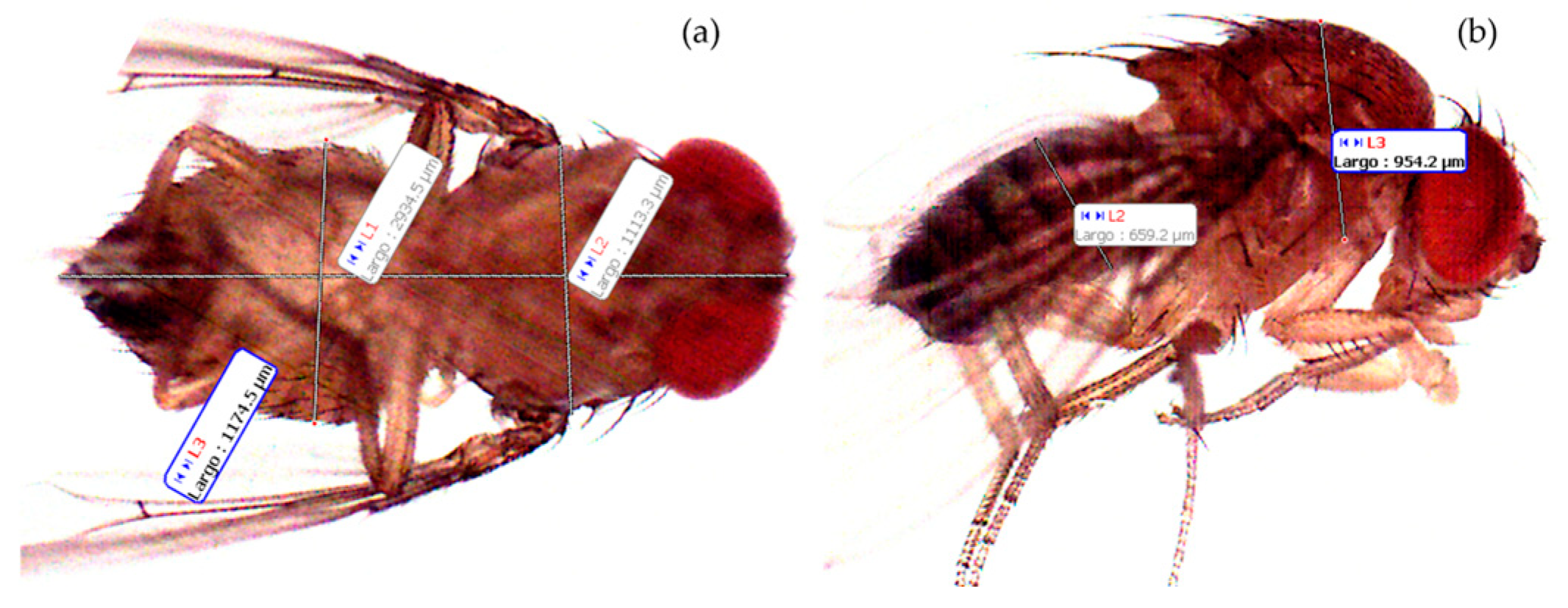 Insects 16 00253 g002 Insects 16 00253 g002