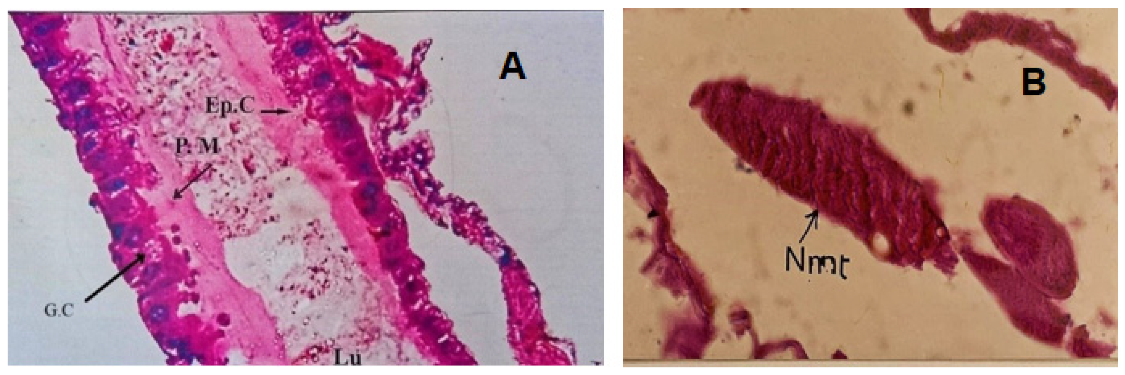 Insects 16 00255 g004