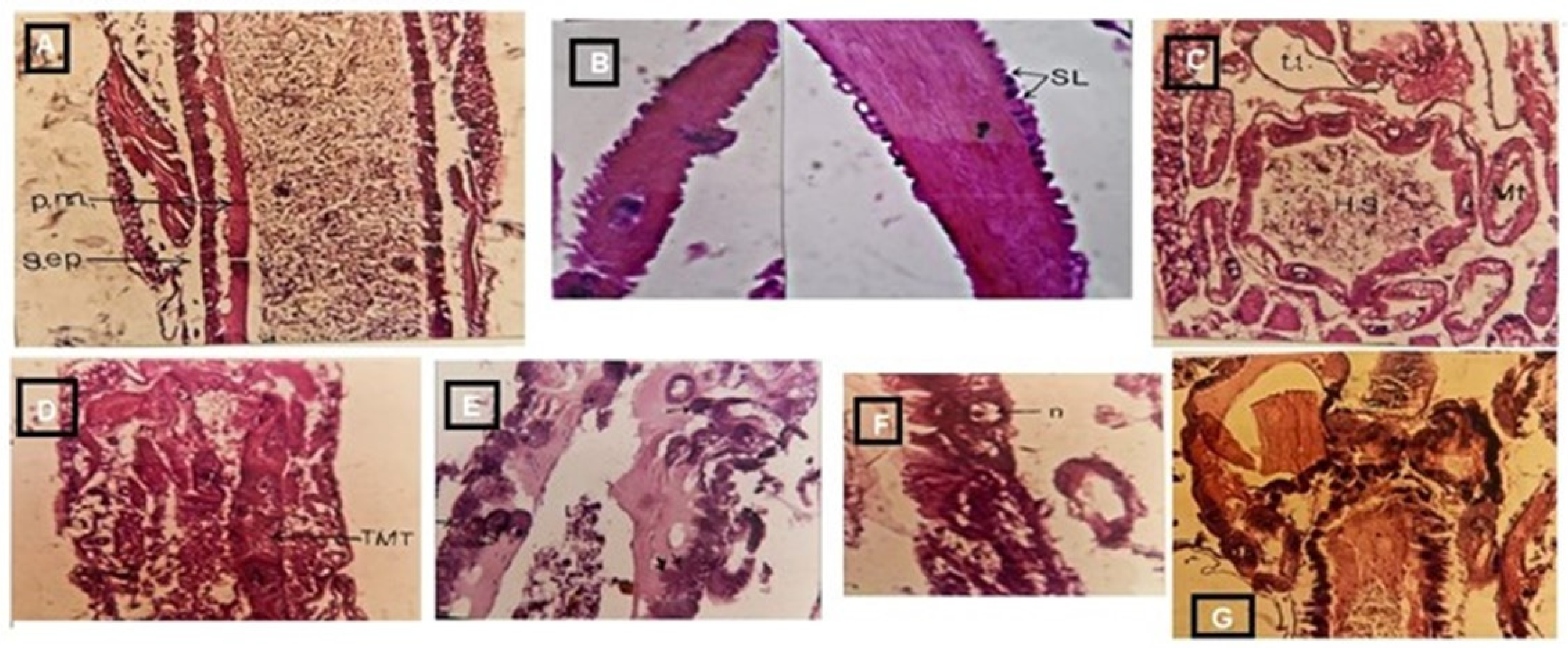 Insects 16 00255 g005
