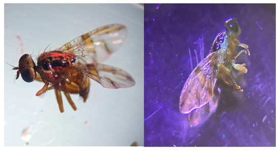 Insects 16 00270 g0a1