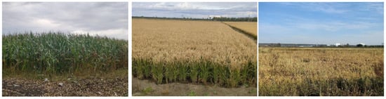 Insects 16 00275 g0a1