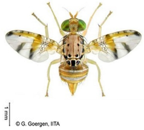 Insects 16 00285 i002