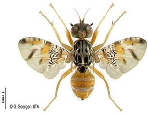 Insects 16 00285 i003