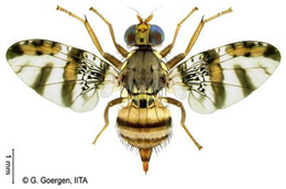 Insects 16 00285 i008