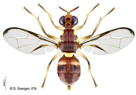 Insects 16 00285 i011