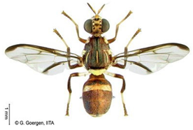 Insects 16 00285 i012