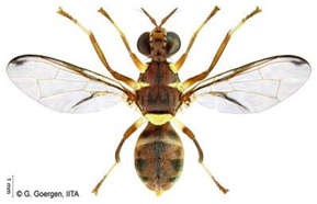 Insects 16 00285 i014