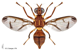 Insects 16 00285 i015