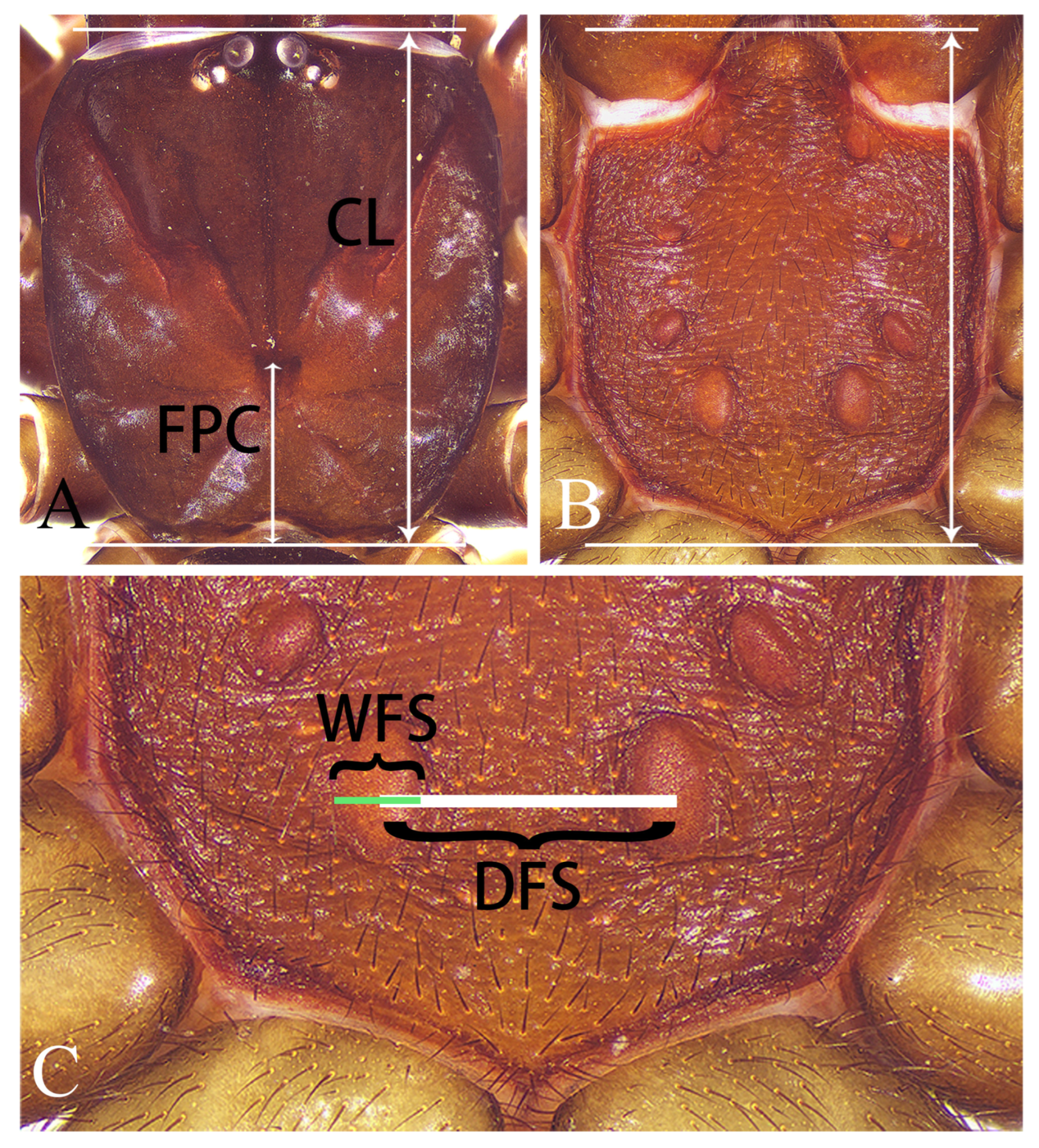 Insects 16 00301 g001