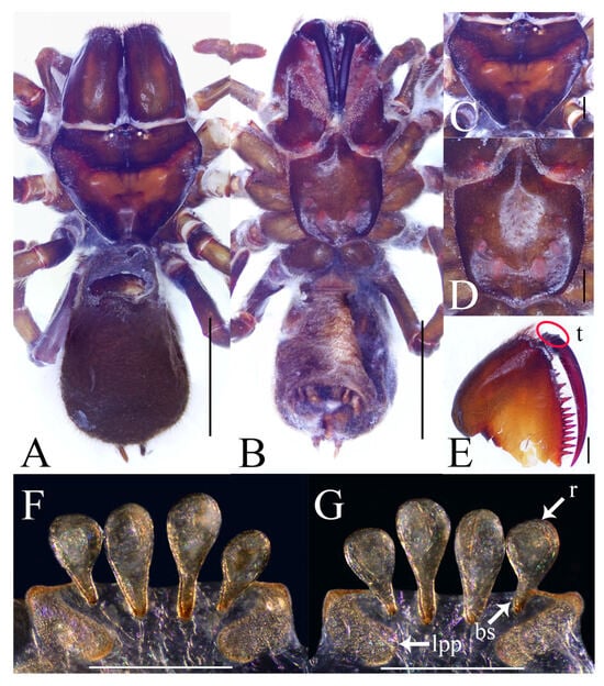 Insects 16 00301 g004