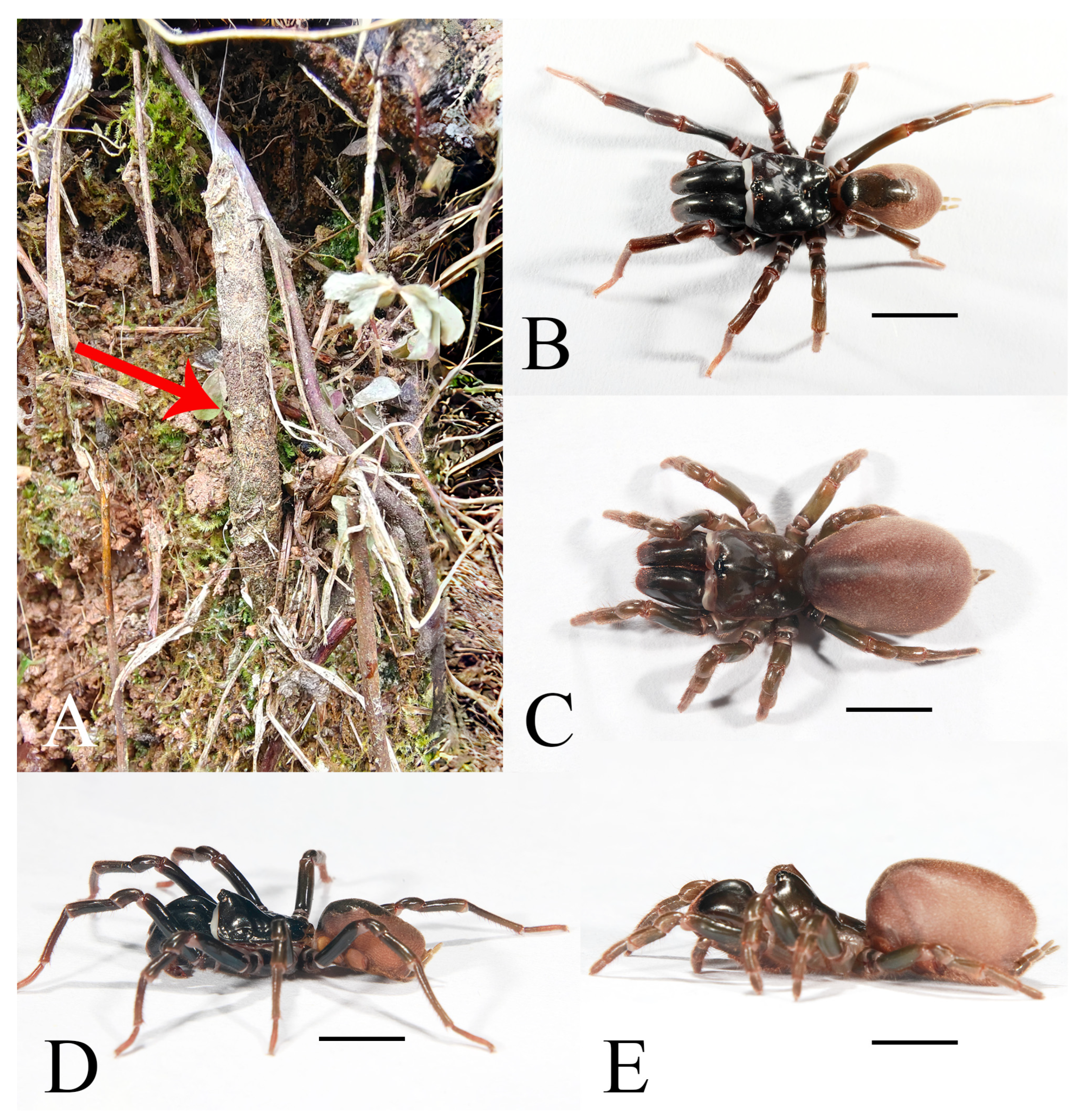 Insects 16 00301 g005