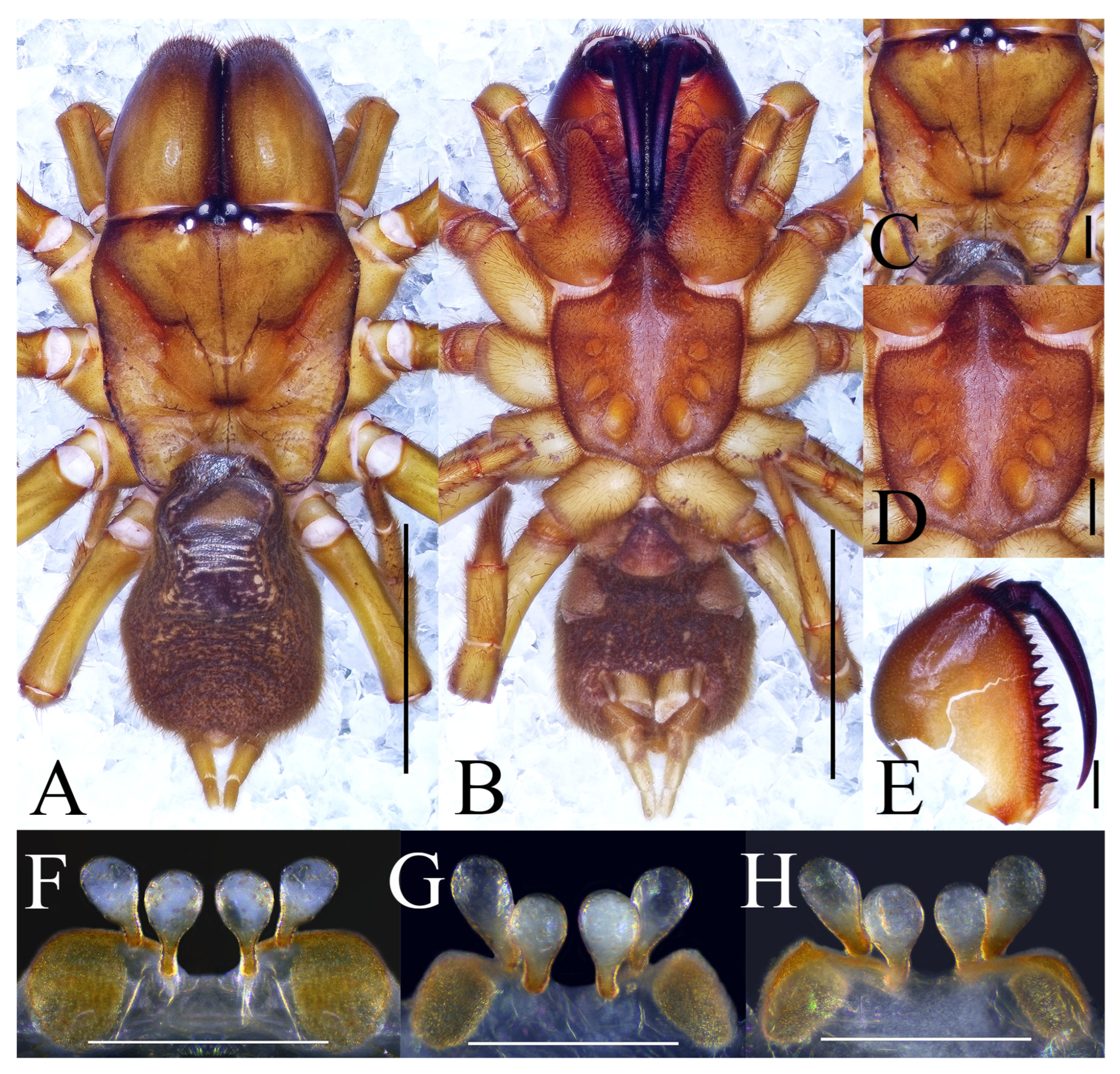 Insects 16 00301 g006