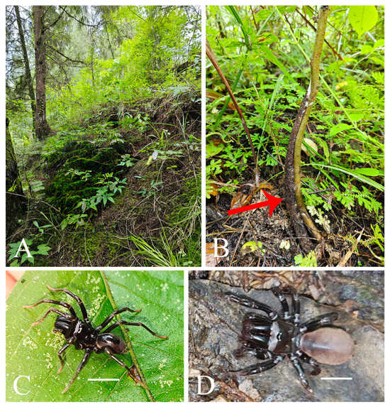 Insects 16 00301 g008