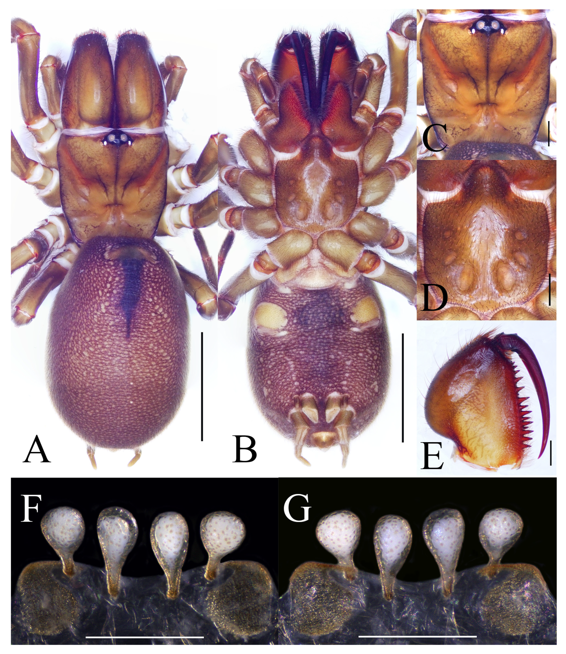 Insects 16 00301 g009