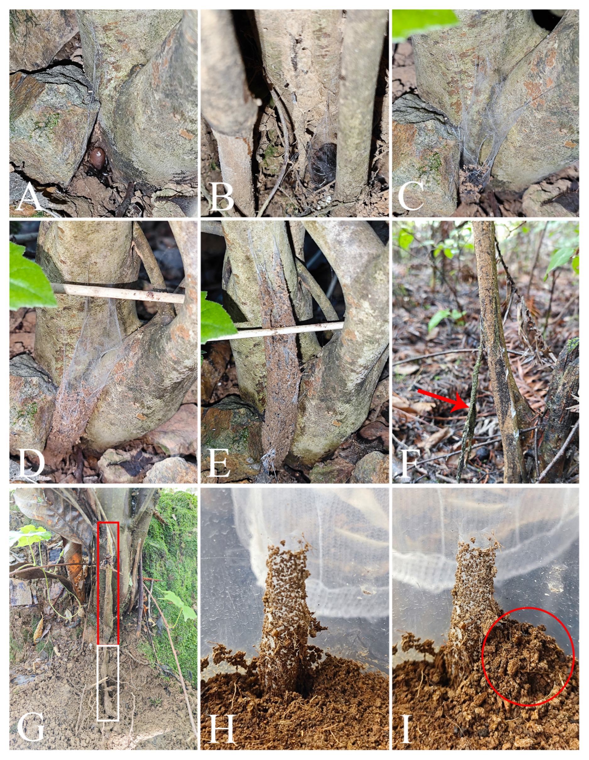 Insects 16 00301 g011