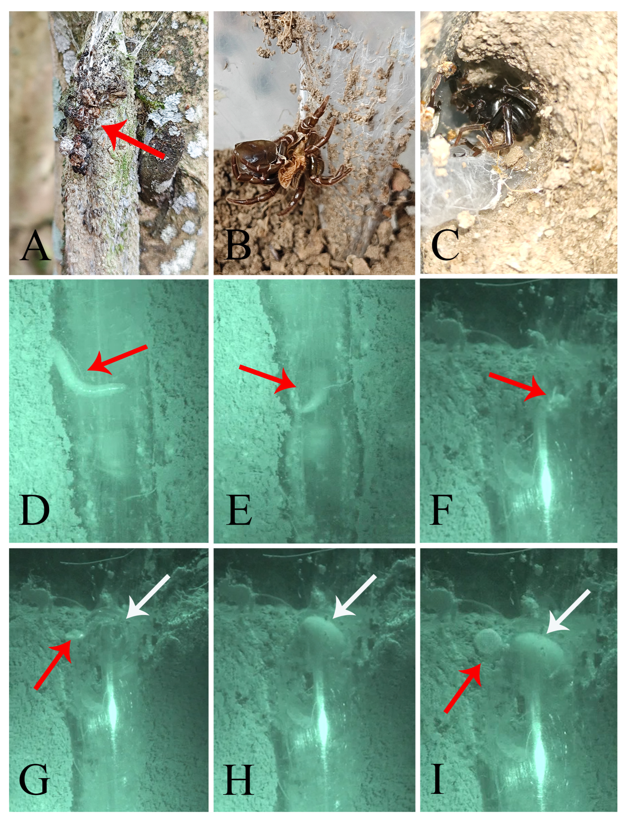 Insects 16 00301 g012