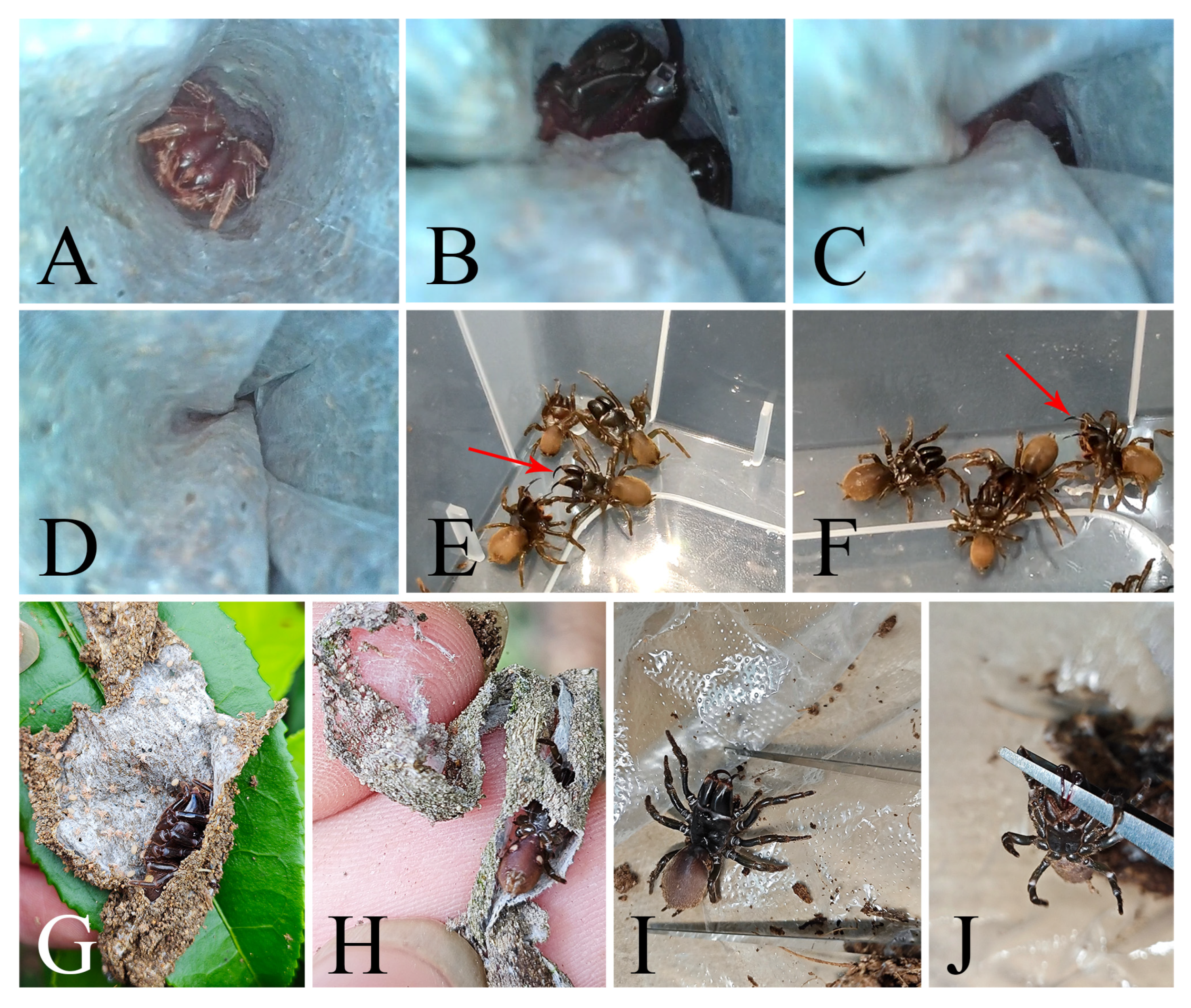 Insects 16 00301 g013