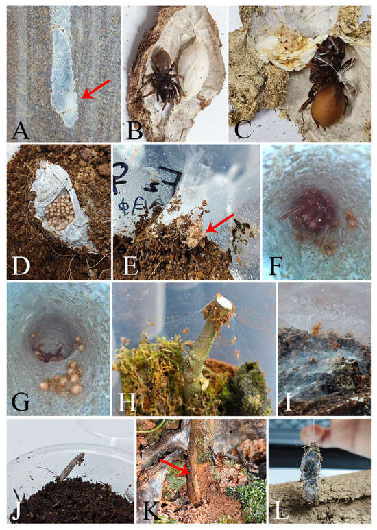 Insects 16 00301 g014