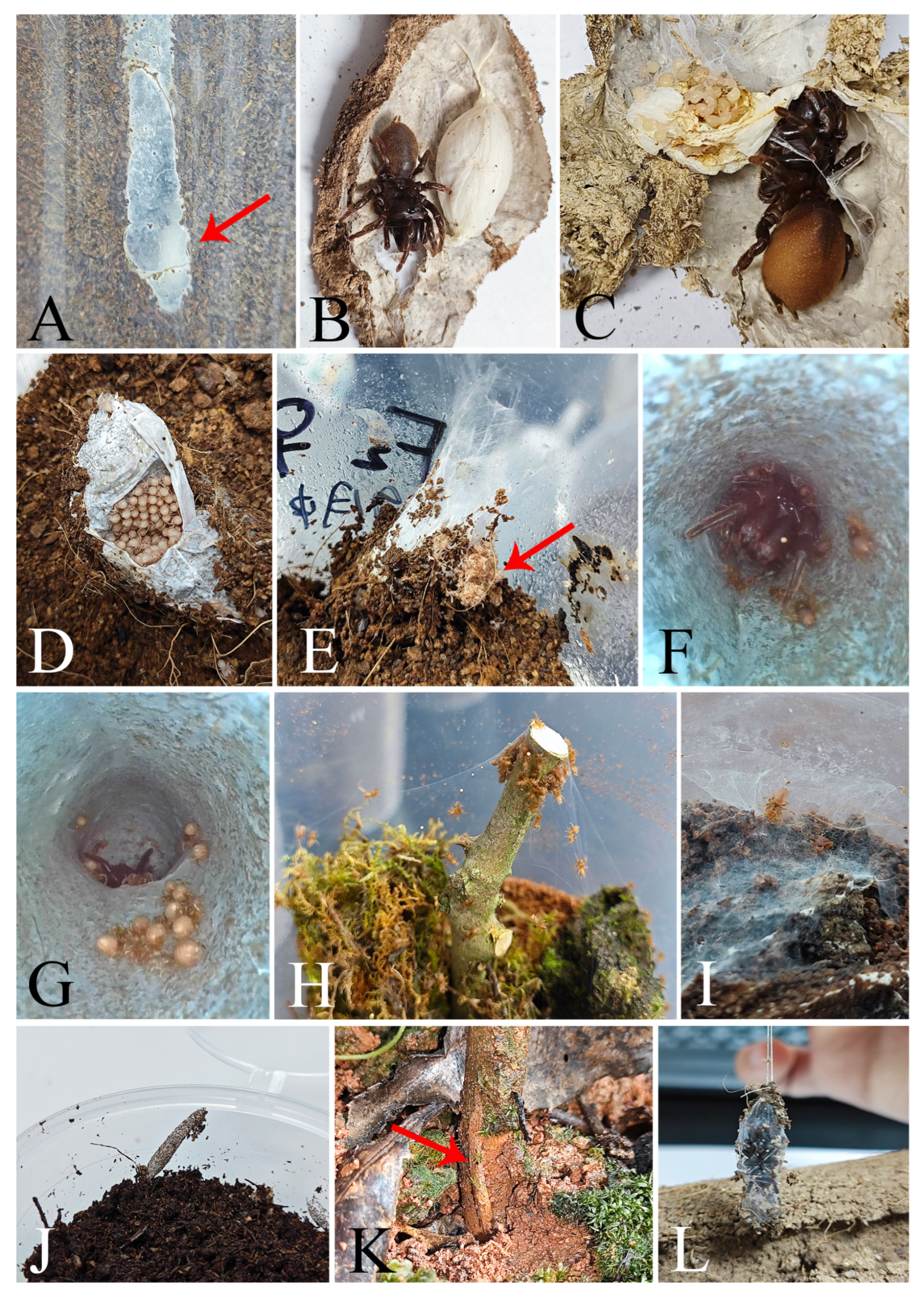 Insects 16 00301 g014