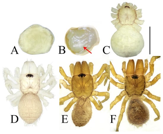 Insects 16 00301 g015