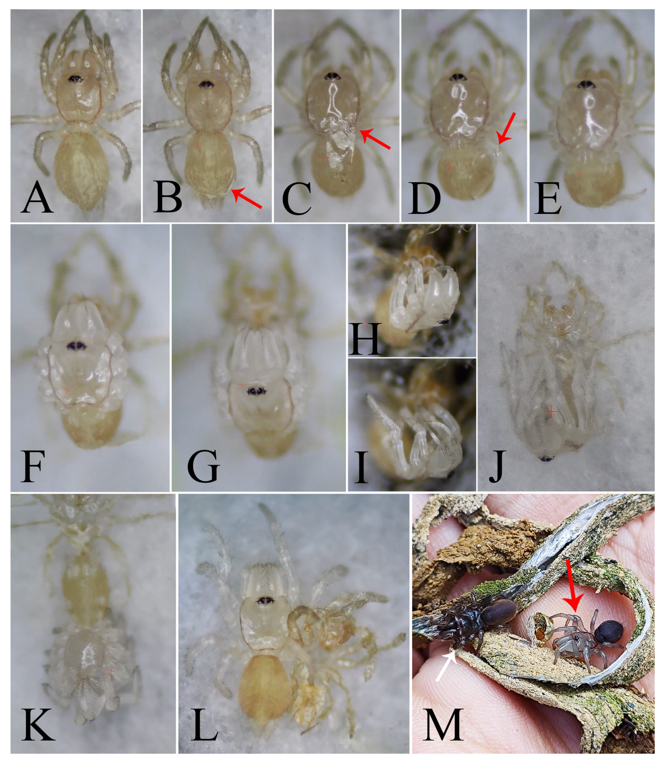 Insects 16 00301 g016