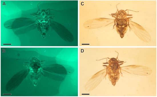 Insects 16 00302 g001