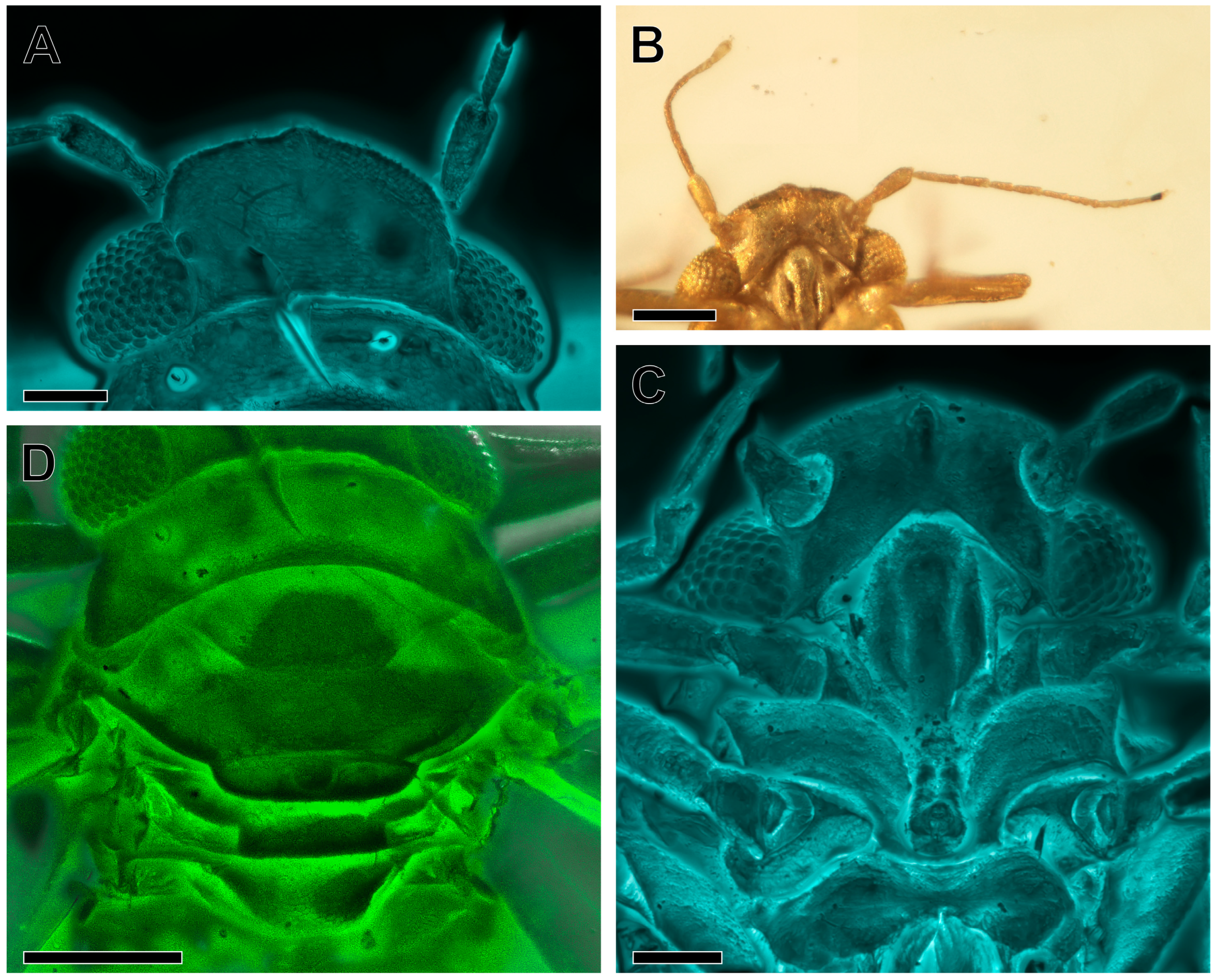 Insects 16 00302 g002